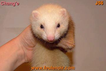 furetons bébés à J56