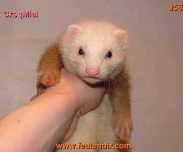 furetons bébés à J56