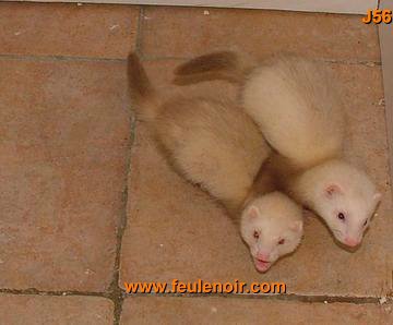 furetons bébés à J56