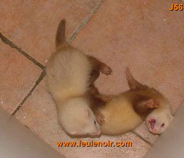 furetons bébés à J56