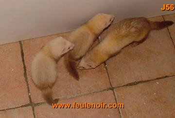 furetons bébés à J56