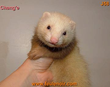 furetons bébés à J58