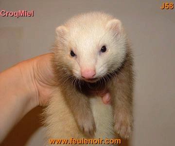 furetons bébés à J58