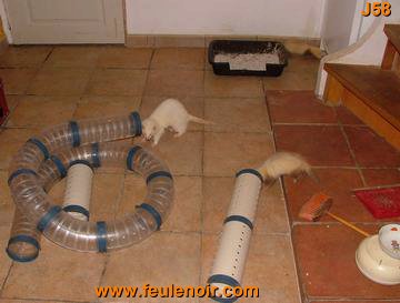 furetons bébés à J58