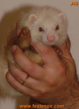 furetons bébés à J62