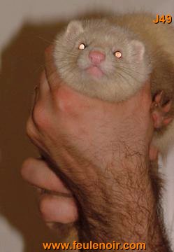 furetons bébés à J62