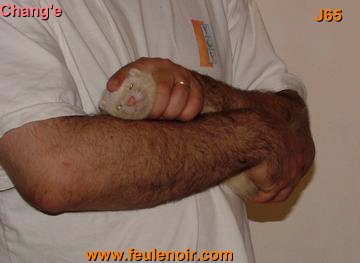 furetons bébés à J65