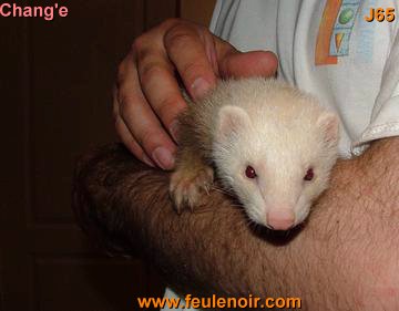 furetons bébés à J65