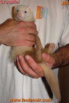 furetons bébés à J65