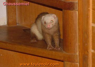 furetons bébés à J68