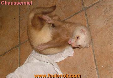 furetons bébés à J68