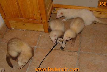 furetons bébés à J68