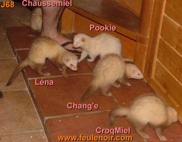 furetons bébés à J68