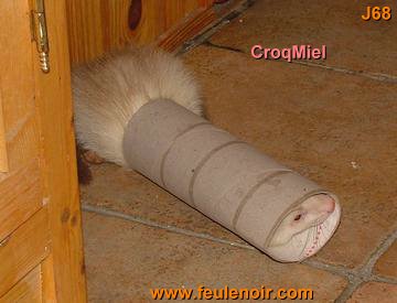 furetons bébés à J68