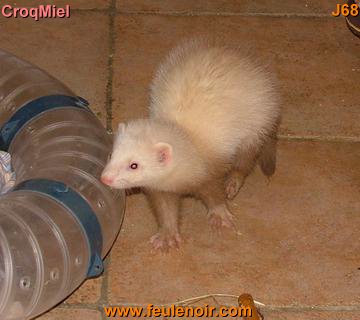 furetons bébés à J68