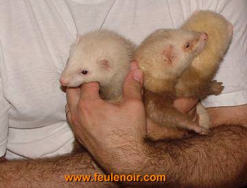 furetons bébés à J68