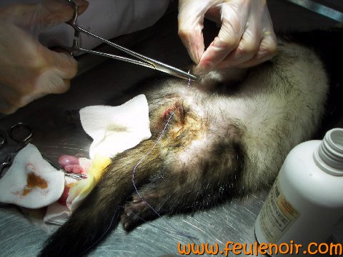 photo d'un castration de furet. Le vétérinaire suture les bourses.