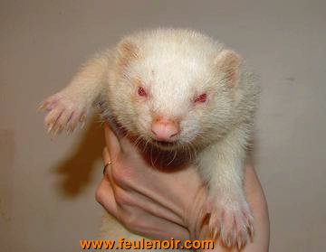 furetons bébés à J58