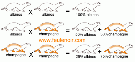 tableau génétique de croisements entre un furet albinos et champagne