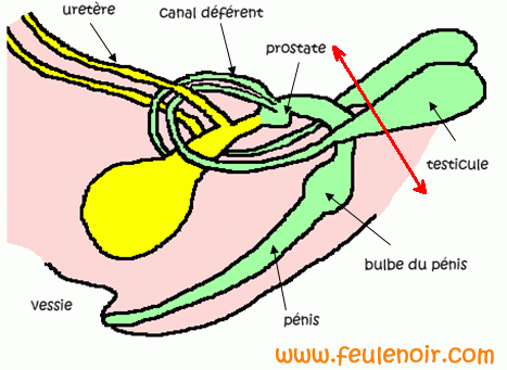 dessin coupe des organes génitaux males d'un furet