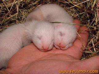 bébés furets furetons en train de dormir sur la main de leur éleveur