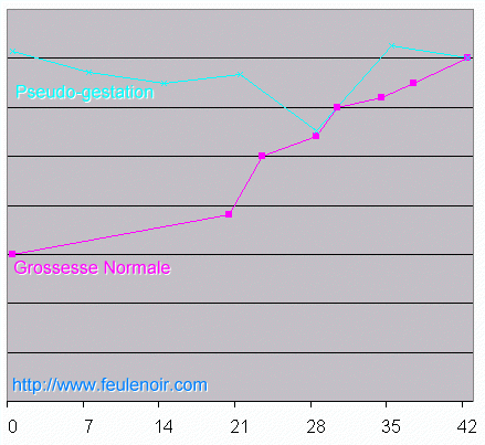 courbe de la prise de poids d'une furette lors d'une gestation et lors d'une pseudo