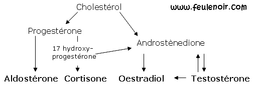 schéma simplifié du métabolisme du cholestérol