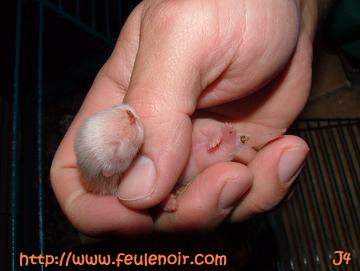 fureton albinos male J4