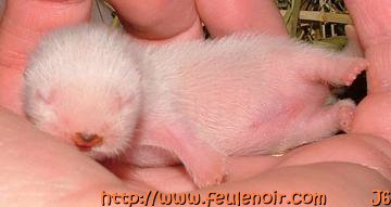 petit male albinos bébé fureton à J6