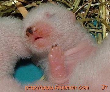 petit male albinos bébé fureton à J7