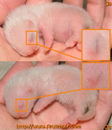 bébé furet fureton à J8 on peut reconnaître facilement un albinos avec un putoisé car on voit la couleur de l'oeil à travers la paupière