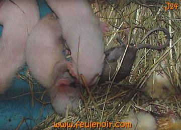 furetons bébés à J24 en train de manger une souris