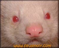 le furet albinos a les yeux rouges