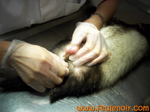 photo d'un castration de furet. Le vétérinaire repère les 2 testicules dans le sac scrotal.
