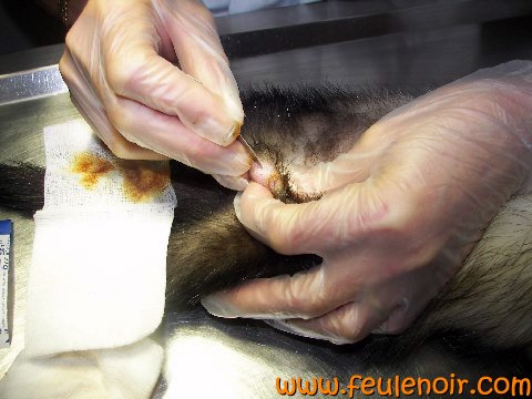 photo d'un castration de furet. Le vétérinaire incise le sac scrotal.