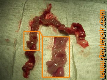 photo d'utérus de furette atteinte d'un pyomètre. L'utérus a été ouvert et on voit le pus.