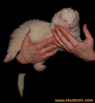 furet albinos